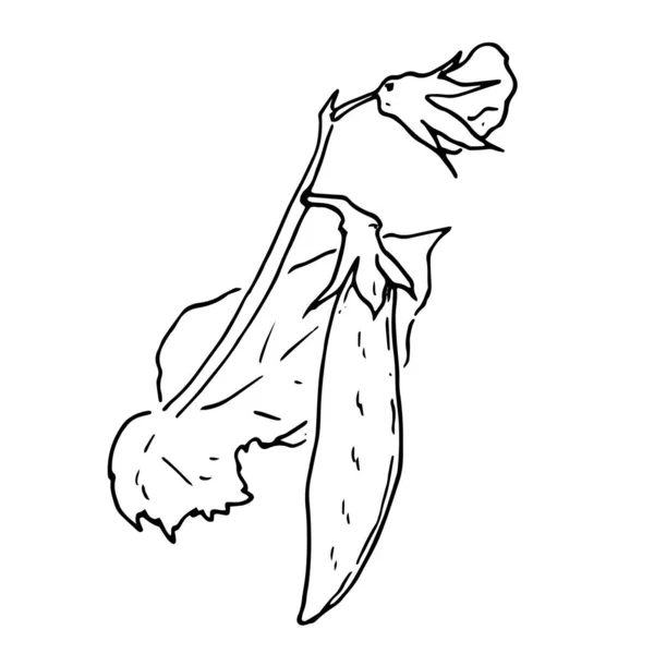 Conjunto vectorial de plantas de guisante. una parte al estilo de boceto de una planta de guisante con hojas y flores de una vaina de guisante, contorno negro aislado sobre un fondo blanco para una plantilla de diseño — Vector de stock