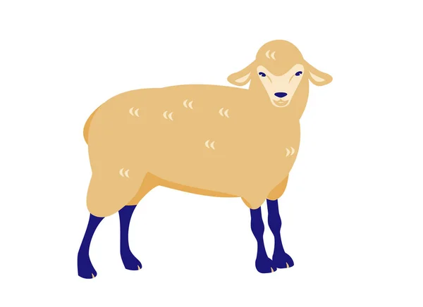 Sheep. Vector illustration in flat cartoon style. Isolated on a white background. — Stock Vector