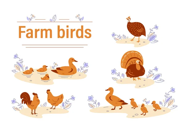 Set of vector illustrations of farm bird in flat cartoon style. — Stock Vector