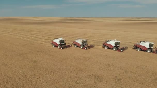 収穫だ。穀物の無限の黄色のフィールド。フィールドの半分が収集されます。畑には4つの赤と白のコンバイン収穫機があります。彼らは働かない。上面・側面図. — ストック動画