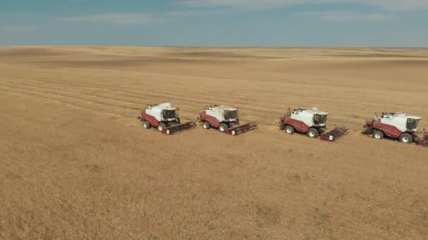 Cosecha. Campo amarillo interminable de grano. Se recoge la mitad del campo. Hay cuatro cosechadoras rojas y blancas en el campo. Ellos no funcionan. Vista superior y lateral. — Vídeo de stock