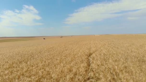 Belle journée ensoleillée. Un grand champ doré rencontre le ciel bleu à l'horizon. Les machines agricoles travaillent dans ce domaine au loin. Il est temps de récolter. — Video