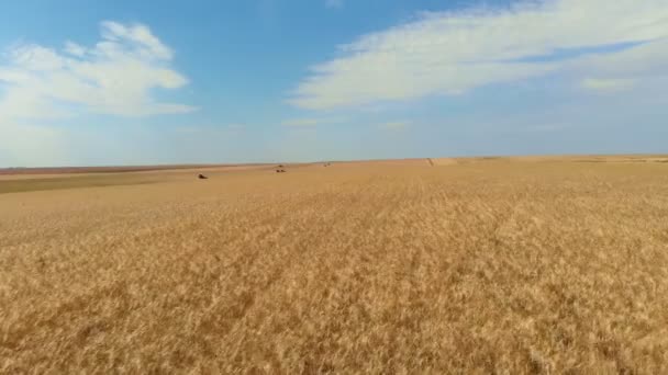 Un câmp mare de aur întâlnește cerul albastru la orizont. Mașinile agricole lucrează în acest domeniu la distanță. E timpul să recoltăm . — Videoclip de stoc