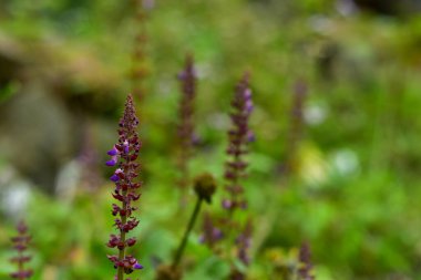 yaz soyut çiçek arka planı, alışılmadık bahar bulanık arkaplan