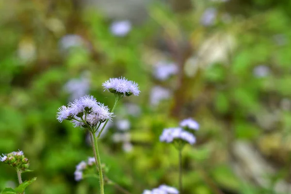 Summer Abstract Flowers Background Unusual Spring Blurred Background — Stock Photo, Image