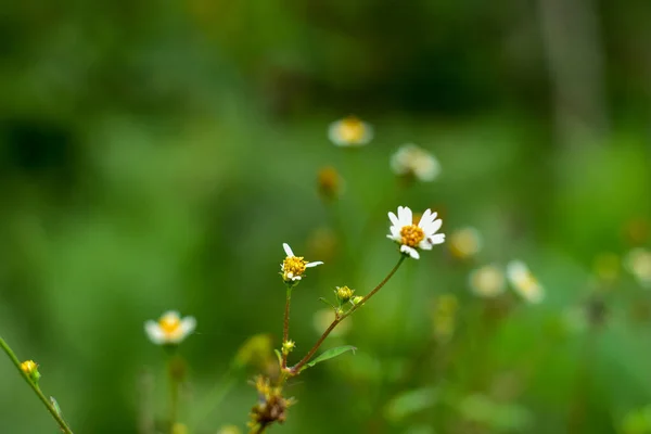 Verano Flores Abstractas Fondo Inusual Primavera Borrosa Fondo — Foto de Stock