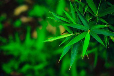 Soyut yeşil yaprak arka plan, yumuşak odak, güneşli gün, taze bahar tarlası, doğal desenli duvar kağıdı.