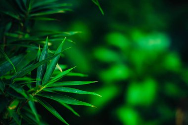 Soyut yeşil yaprak arka plan, yumuşak odak, güneşli gün, taze bahar tarlası, doğal desenli duvar kağıdı.