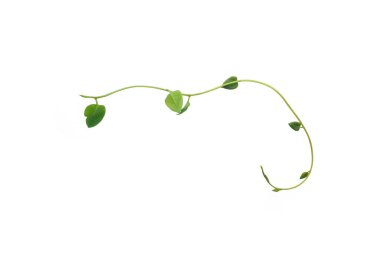 Yeşil yapraklar, şeytan sarmaşığının ya da altın tutamların doğası beyaz arka plandaki tropikal yaprak bitkisinin sınırını oluşturur.