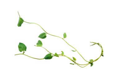 Yeşil yapraklar, şeytan sarmaşığının ya da altın tutamların doğası beyaz arka plandaki tropikal yaprak bitkisinin sınırını oluşturur.