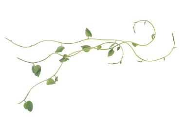 Yeşil yapraklar, şeytan sarmaşığının ya da altın tutamların doğası beyaz arka plandaki tropikal yaprak bitkisinin sınırını oluşturur.