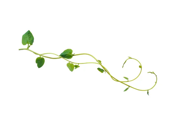 Folhas Verdes Moldura Natureza Fronteira Hera Diabo Pothos Dourado Planta — Fotografia de Stock