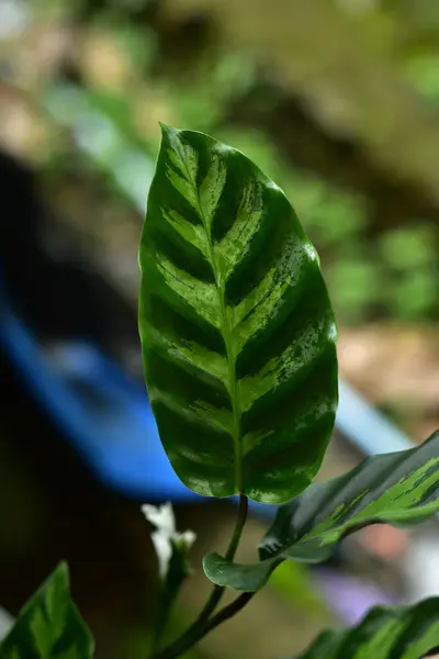 Όμορφο Πράσινο Φύλλο Λευκές Ρίγες Της Calathea Majestica Τροπικό Φύλλωμα — Φωτογραφία Αρχείου