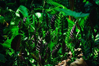 Calathea Majestica 'nın beyaz çizgili güzel yeşil yaprağı, tropikal bitki örtüsü doğa deseni bırakır.