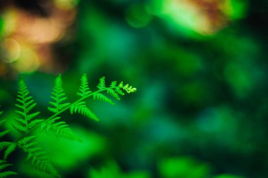 Yeşil eğreltiotu yapraklı doğal arka plan bulanık bokeh arka plan. Seçici yumuşak odaklanma. Ormandaki bir eğrelti otunun yakınında.