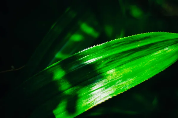 Folhas Pandan Verde Fresco Bokeh Borrado Luz Sol Fundo Jardim — Fotografia de Stock