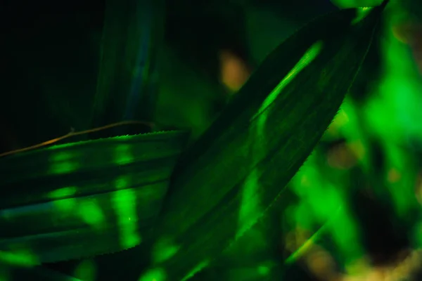 Frisch Grüne Pandanablätter Verschwommenes Bokeh Und Sonnenschein Garten Naturkonzept — Stockfoto