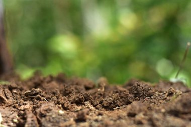 Clean soil for cultivation. The potting soil or peat is suitable for gardening and is one of the four natural elements. The land is life for our planet earth. Selective Focus. clipart