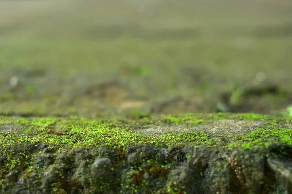 把美丽的苔藓贴在岩石上 背景粗硬 热带雨林中的小植物 — 图库照片