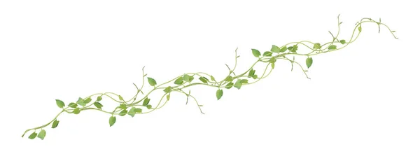 Kalp şeklinde yeşil yapraklar tırmanan sarmaşık sarmaşıkları (Telosma kordata) sarmaşık sarmaşığı sarmaşık sarmaşığı beyaz arka planda yalıtılmış yabani orman bitkisi, kırpma yolu dahil.