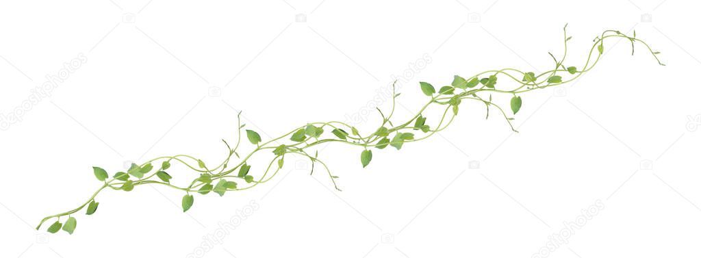 Heart shaped green leaves climbing vines ivy of cowslip creeper (Telosma cordata) the creeper forest plant growing in wild isolated on white background, clipping path included.