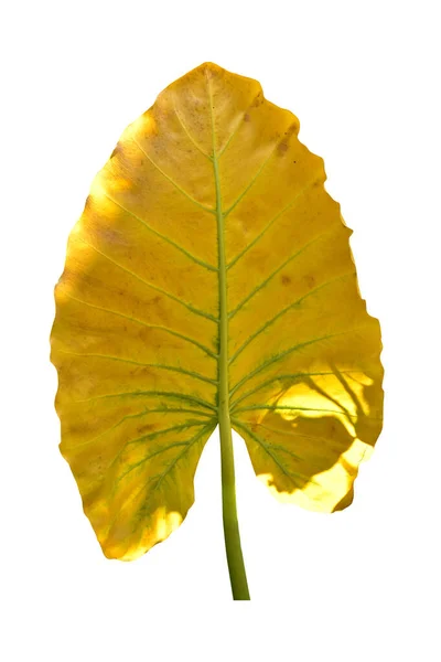 Giant Taro Plant Leaf Also Known Alocasia Machrorhiza Dieffenbachia Dumb — Fotografia de Stock