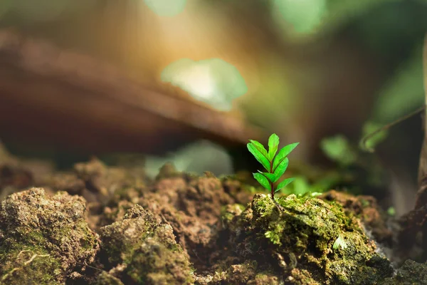 Mezőgazdaság Növény Vetés Növekszik Kertben Napfényben Élet Növekedés Ökológia Üzleti — Stock Fotó