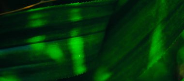 Koyu yeşil yapraklar, metin için yeri olan web pankartları için soyut arkaplan oluşturur. HD Resim ve Büyük Çözünürlük. Duvar kağıdı olarak kullanılabilir