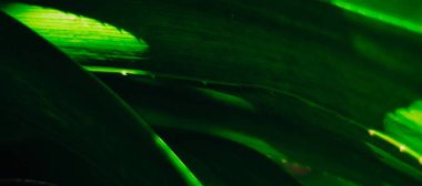 Koyu yeşil yapraklar, metin için yeri olan web pankartları için soyut arkaplan oluşturur. HD Resim ve Büyük Çözünürlük. Duvar kağıdı olarak kullanılabilir