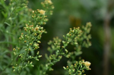 Güneş ışığındaki karahindiba tohumları taze yeşil bir sabah arka planında uçup gidiyor. Hd resim ve büyük zise