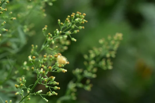 Semi Dente Leone Alla Luce Del Sole Che Soffia Uno — Foto Stock