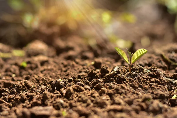 Tohumlar zengin topraktan parlayan sabah güneşine doğru büyür, ekolojik bir kavram..