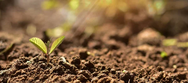 Семена Вырастают Богатой Почвы Сияющий Утренний Солнечный Свет Экологическая Концепция — стоковое фото