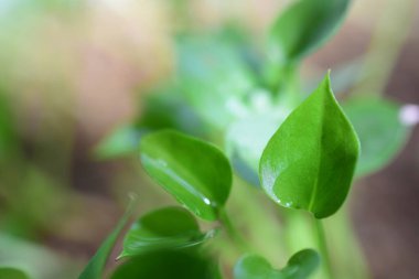 Genç yapraklar baharda büyür, yakınlaşırlar. HD resim