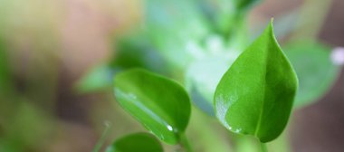 Metin için alanı olan web pankartları için soyut arkaplan. HD Resim ve Büyük Çözünürlük. Duvar kağıdı olarak kullanılabilir