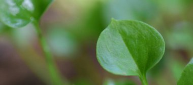 Metin için alanı olan web pankartları için soyut arkaplan. HD Resim ve Büyük Çözünürlük. Duvar kağıdı olarak kullanılabilir