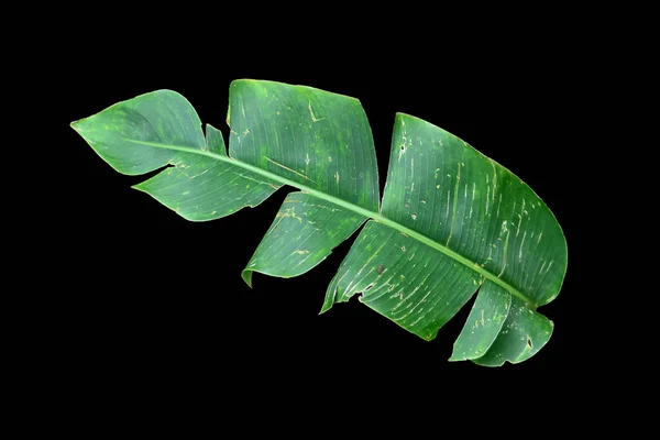 Verse Groene Tropische Banaan Blad Geïsoleerd Zwarte Achtergrond Knippen Pad — Stockfoto