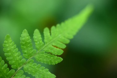 Arka planda doğal yeşil bitkiler manzarası, ekoloji, taze kapak sayfası konseptini kullanarak arka planda metni kopyalayan bulanık yeşil arka planda güzel eğreltiotu doğa görünümü.