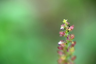 Makro karahindiba çiçeği ve bokeh arkaplanı. HD Resim ve Büyük Çözünürlük. Masaüstü duvar kağıdı olarak kullanılabilir