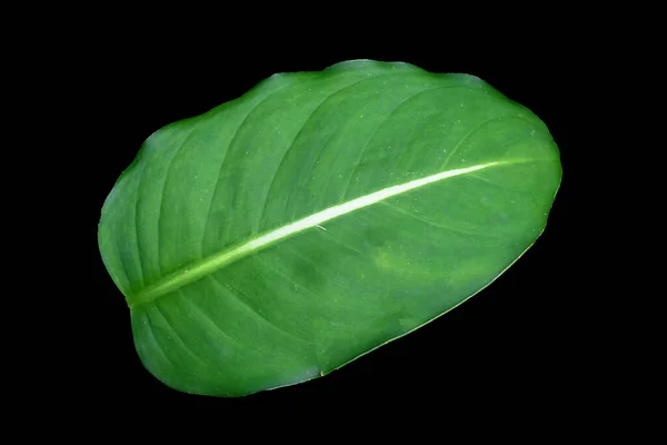 黒の背景に隔離された新鮮な緑の熱帯バナナの葉 クリッピングパスが含まれて — ストック写真
