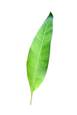 Beyaz arkaplanda izole edilmiş yeni bir muz yaprağı, kırpma yolu dahil, arkaplan ve duvar kağıdı olarak kullanılabilir