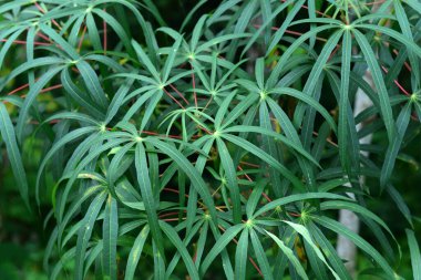 Bahçede güneş ışığı alan eşsiz bir desenli Cassava yaprakları arka plan ve duvar kağıtları olarak kullanılabilir.