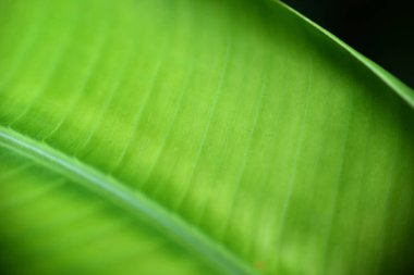 yakın çekimde muz yaprağı dokusu, fotoğraf makrosu, odak seçimi, arkaplan ve duvar kağıdı olarak kullanılabilir
