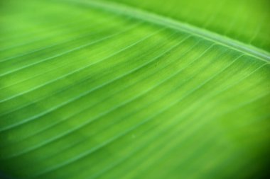 yakın çekimde muz yaprağı dokusu, fotoğraf makrosu, odak seçimi, arkaplan ve duvar kağıdı olarak kullanılabilir