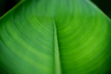 yakın çekimde muz yaprağı dokusu, fotoğraf makrosu, odak seçimi, arkaplan ve duvar kağıdı olarak kullanılabilir
