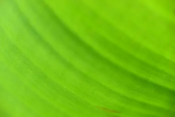 Textura Hoja Plátano Las Fotos Cerca Macro Foto Selección Enfoque —  Fotos de Stock