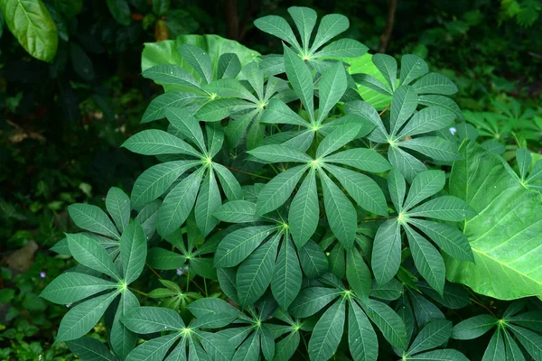 Φύλλα Cassava Ένα Μοναδικό Μοτίβο Στον Κήπο Άμεσο Ηλιακό Φως — Φωτογραφία Αρχείου