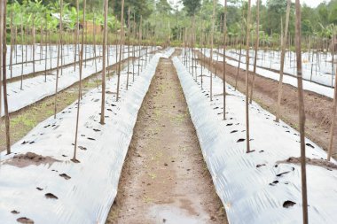 Tarım arazisi plastikle kaplıdır ve üzüm bağları için kuru dallarla sebze ekilmesi için bir delik açılmıştır.