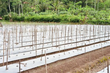 Tarım arazisi plastikle kaplıdır ve üzüm bağları için kuru dallarla sebze ekilmesi için bir delik açılmıştır.