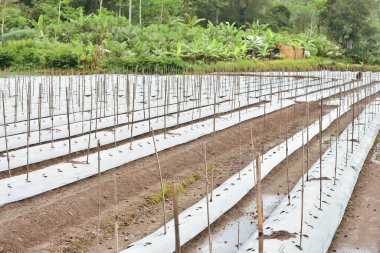 Tarım arazisi plastikle kaplıdır ve üzüm bağları için kuru dallarla sebze ekilmesi için bir delik açılmıştır.